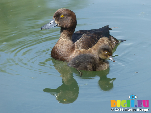 FZ006373 Tufted duck and duckling (Aythya fuligula)